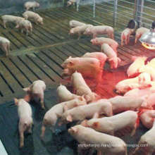 Factory Price Fiber Reinforced Wean Farrowing Rearing Warm Pig Sow Feed Save Rubber Mat